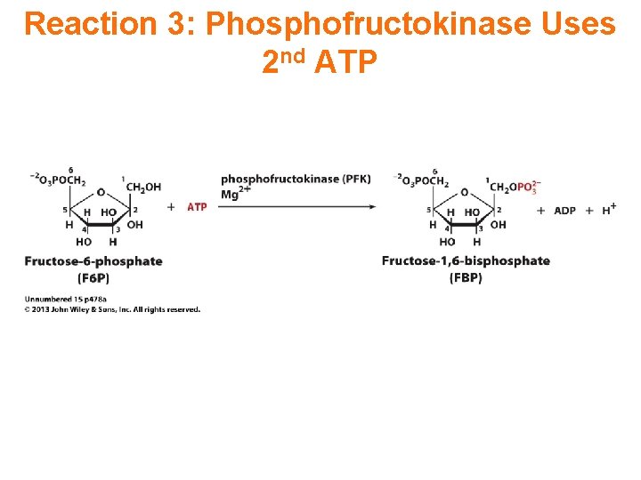 Reaction 3: Phosphofructokinase Uses 2 nd ATP 