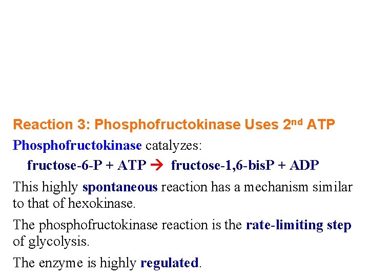 Reaction 3: Phosphofructokinase Uses 2 nd ATP Phosphofructokinase catalyzes: fructose-6 -P + ATP fructose-1,