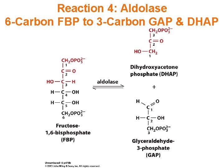 Reaction 4: Aldolase 6 -Carbon FBP to 3 -Carbon GAP & DHAP 