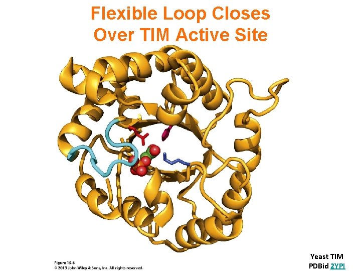 Flexible Loop Closes Over TIM Active Site Yeast TIM PDBid 2 YPI 