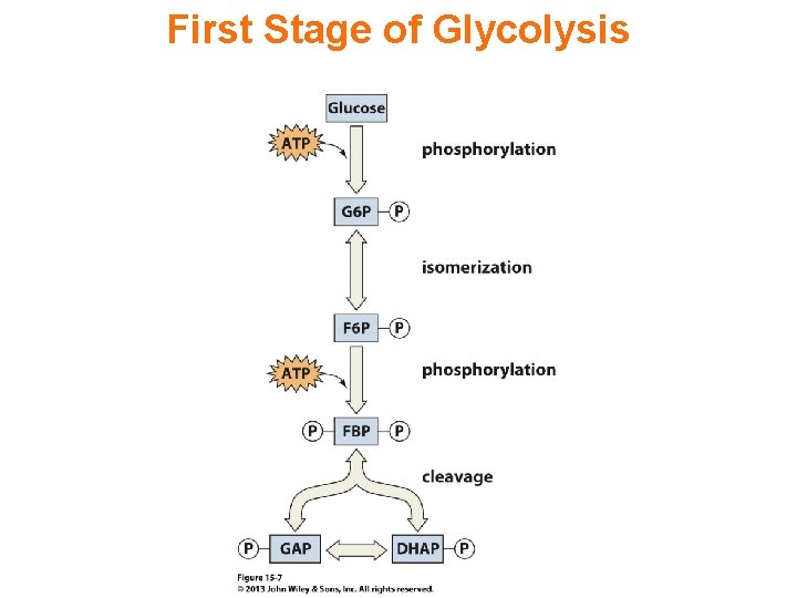 First Stage of Glycolysis 
