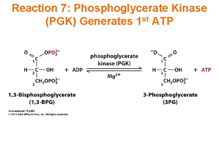Reaction 7: Phosphoglycerate Kinase (PGK) Generates 1 st ATP 