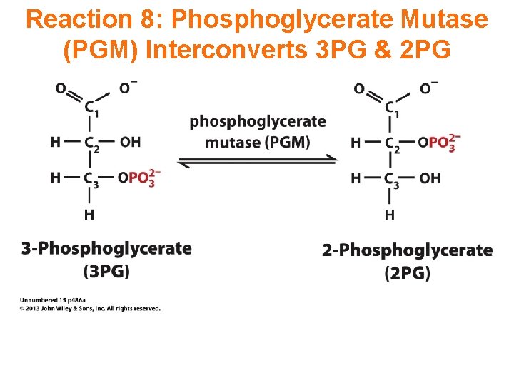 Reaction 8: Phosphoglycerate Mutase (PGM) Interconverts 3 PG & 2 PG 