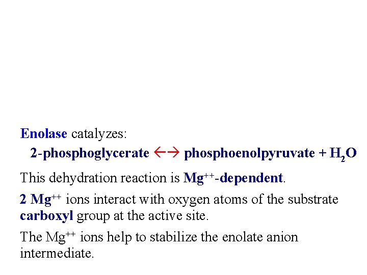 Enolase catalyzes: 2 -phosphoglycerate phosphoenolpyruvate + H 2 O This dehydration reaction is Mg++-dependent.