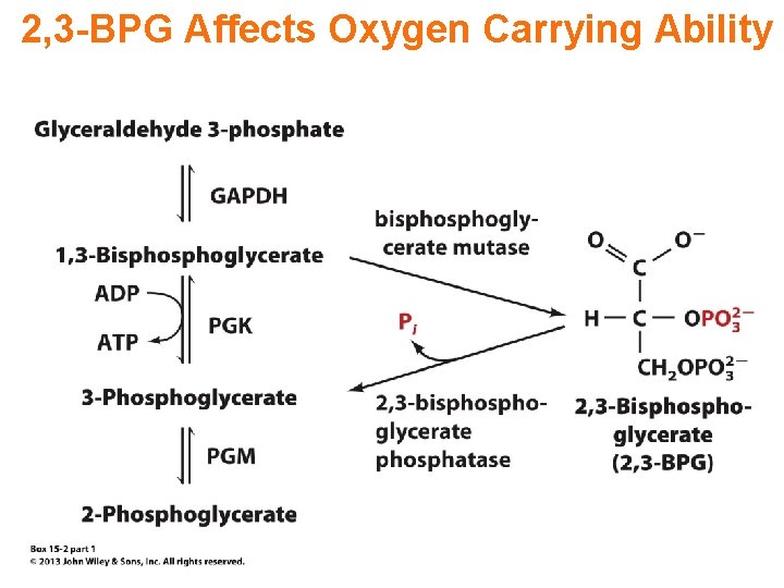 2, 3 -BPG Affects Oxygen Carrying Ability 