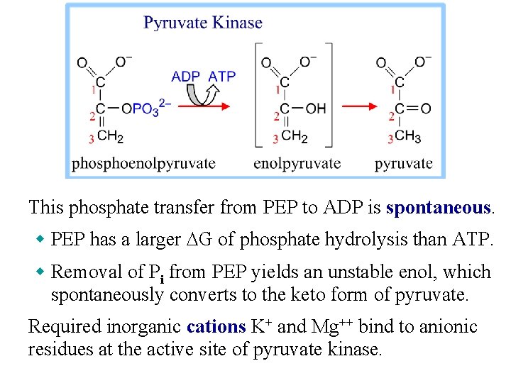 This phosphate transfer from PEP to ADP is spontaneous. w PEP has a larger