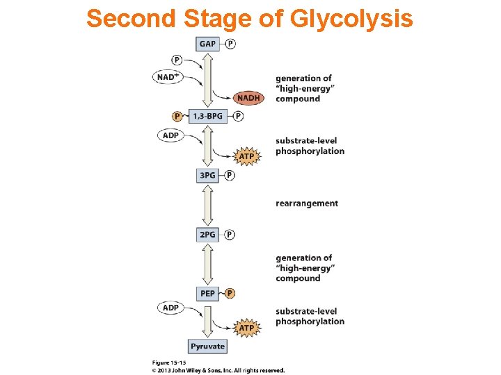 Second Stage of Glycolysis 