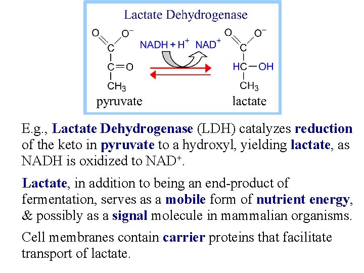 E. g. , Lactate Dehydrogenase (LDH) catalyzes reduction of the keto in pyruvate to