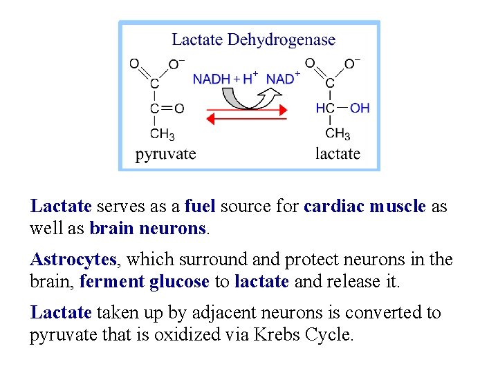 Lactate serves as a fuel source for cardiac muscle as well as brain neurons.