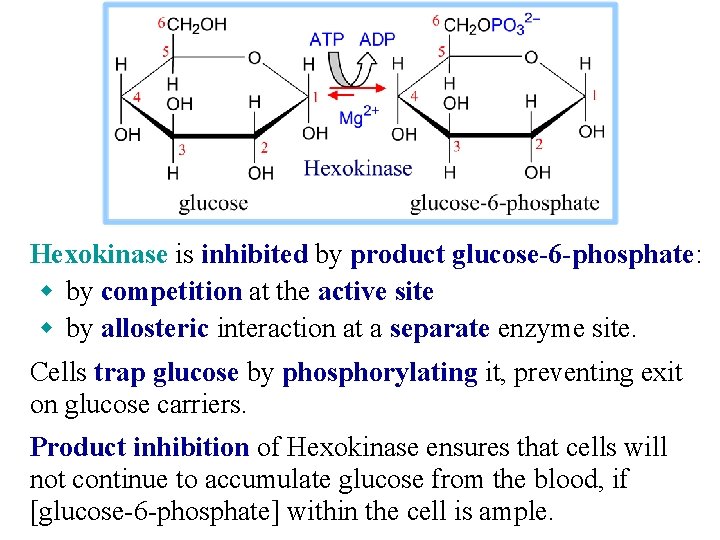 Hexokinase is inhibited by product glucose-6 -phosphate: w by competition at the active site