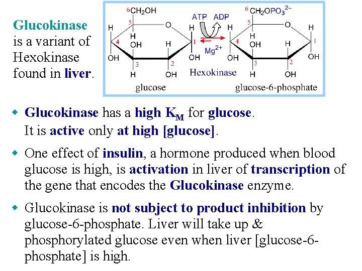 Glucokinase is a variant of Hexokinase found in liver. w Glucokinase has a high