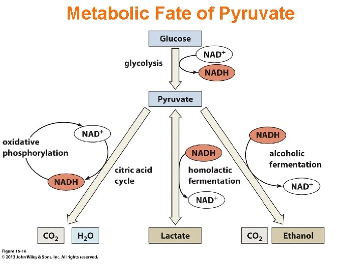 Metabolic Fate of Pyruvate 