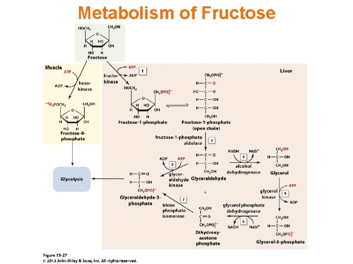 Metabolism of Fructose 