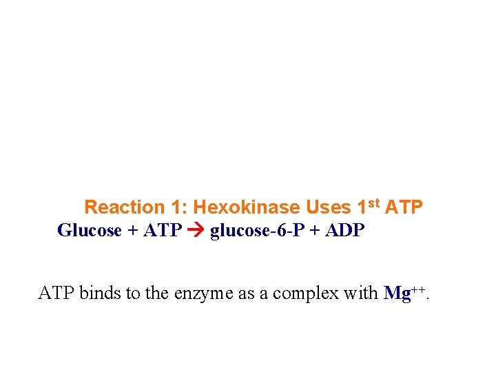 Reaction 1: Hexokinase Uses 1 st ATP Glucose + ATP glucose-6 -P + ADP