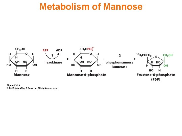 Metabolism of Mannose 