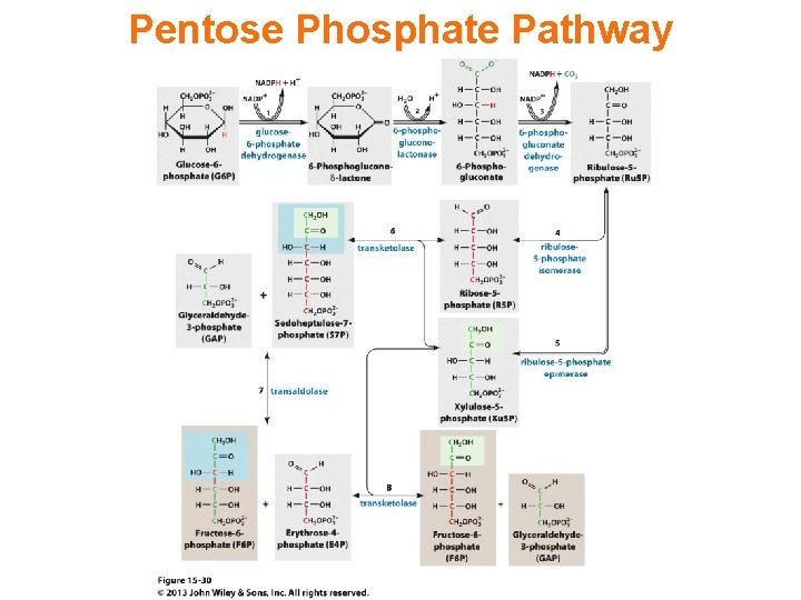 Pentose Phosphate Pathway 