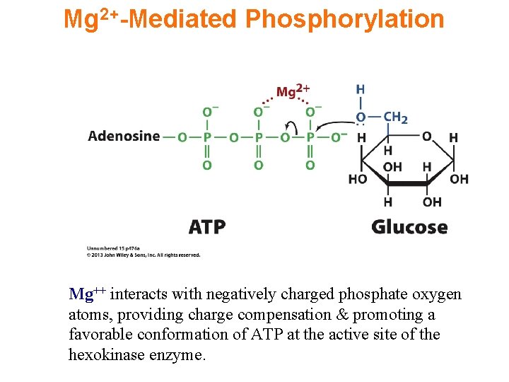Mg 2+-Mediated Phosphorylation Mg++ interacts with negatively charged phosphate oxygen atoms, providing charge compensation