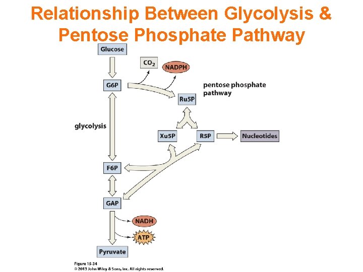 Relationship Between Glycolysis & Pentose Phosphate Pathway 