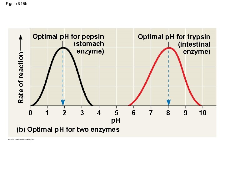 Figure 8. 16 b Rate of reaction Optimal p. H for pepsin (stomach enzyme)