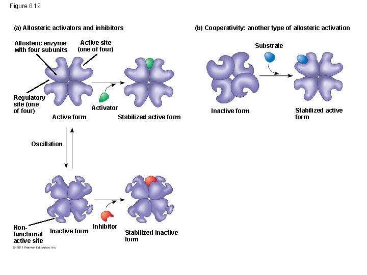 Figure 8. 19 (b) Cooperativity: another type of allosteric activation (a) Allosteric activators and