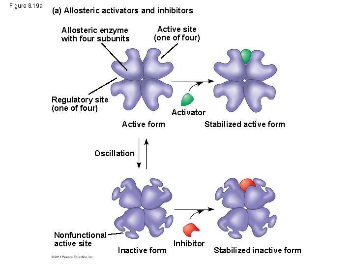 Figure 8. 19 a (a) Allosteric activators and inhibitors Allosteric enzyme with four subunits