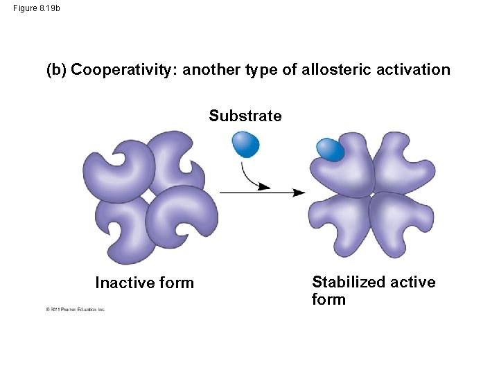 Figure 8. 19 b (b) Cooperativity: another type of allosteric activation Substrate Inactive form