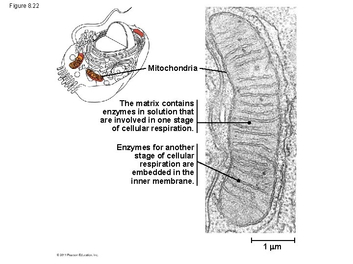 Figure 8. 22 Mitochondria The matrix contains enzymes in solution that are involved in