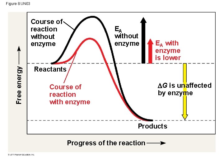 Figure 8. UN 03 Free energy Course of reaction without enzyme EA with enzyme