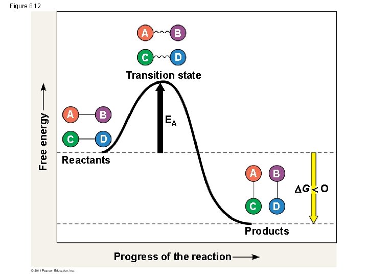 Figure 8. 12 A B C D Free energy Transition state A B C