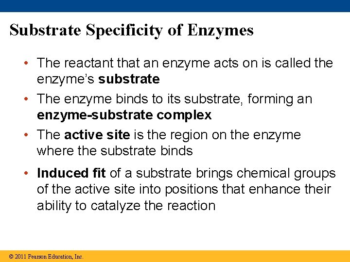 Substrate Specificity of Enzymes • The reactant that an enzyme acts on is called