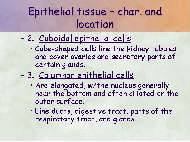 Epithelial tissue – char. and location – 2. Cuboidal epithelial cells • Cube-shaped cells Epithelial tissue – char. and location – 2. Cuboidal epithelial cells • Cube-shaped cells