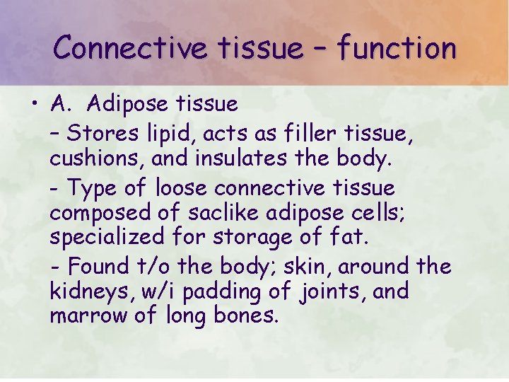 Connective tissue – function • A. Adipose tissue – Stores lipid, acts as filler