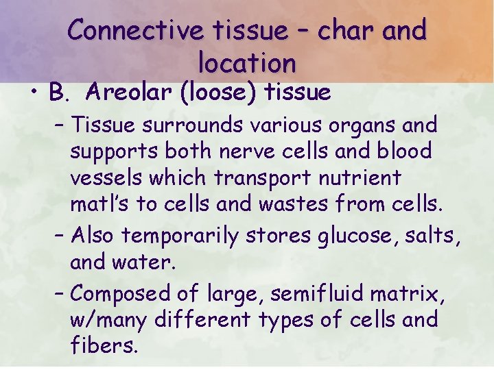 Connective tissue – char and location • B. Areolar (loose) tissue – Tissue surrounds