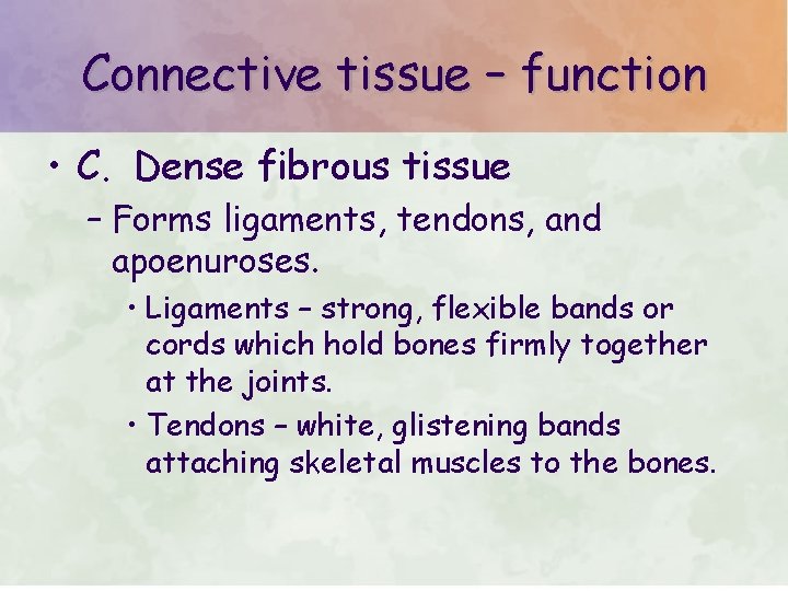 Connective tissue – function • C. Dense fibrous tissue – Forms ligaments, tendons, and