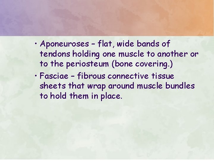 • Aponeuroses – flat, wide bands of tendons holding one muscle to another • Aponeuroses – flat, wide bands of tendons holding one muscle to another