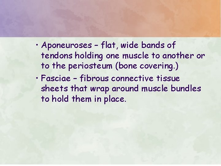  • Aponeuroses – flat, wide bands of tendons holding one muscle to another