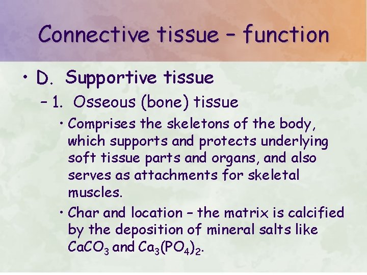 Connective tissue – function • D. Supportive tissue – 1. Osseous (bone) tissue •