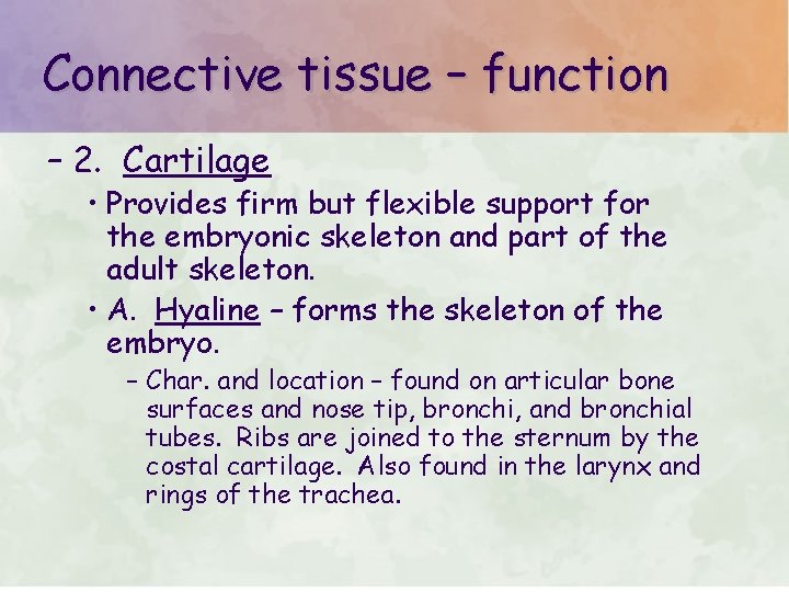 Connective tissue – function – 2. Cartilage • Provides firm but flexible support for