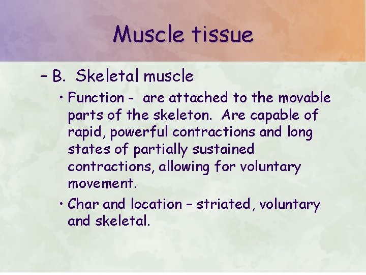 Muscle tissue – B. Skeletal muscle • Function - are attached to the movable Muscle tissue – B. Skeletal muscle • Function - are attached to the movable
