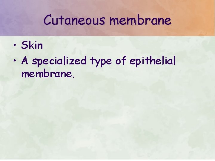 Cutaneous membrane • Skin • A specialized type of epithelial membrane. 