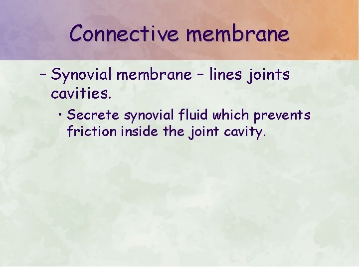 Connective membrane – Synovial membrane – lines joints cavities. • Secrete synovial fluid which