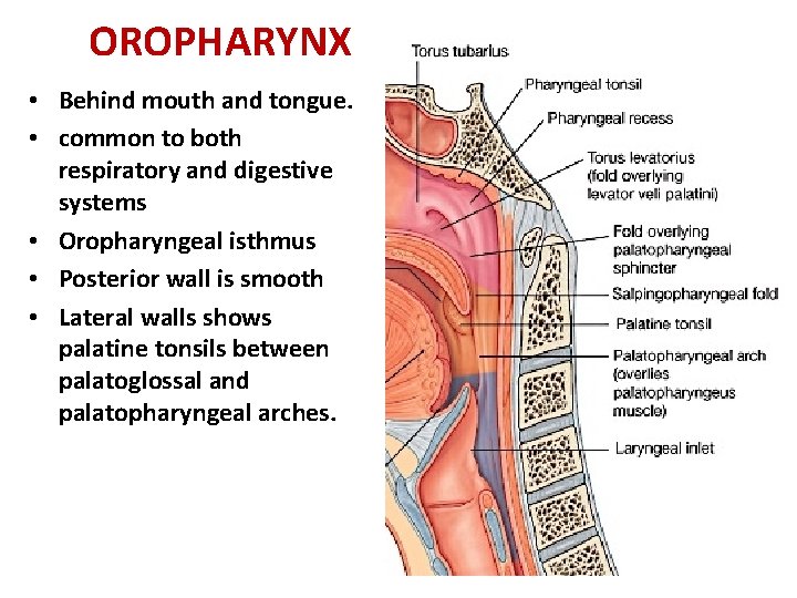 OROPHARYNX • Behind mouth and tongue. • common to both respiratory and digestive systems