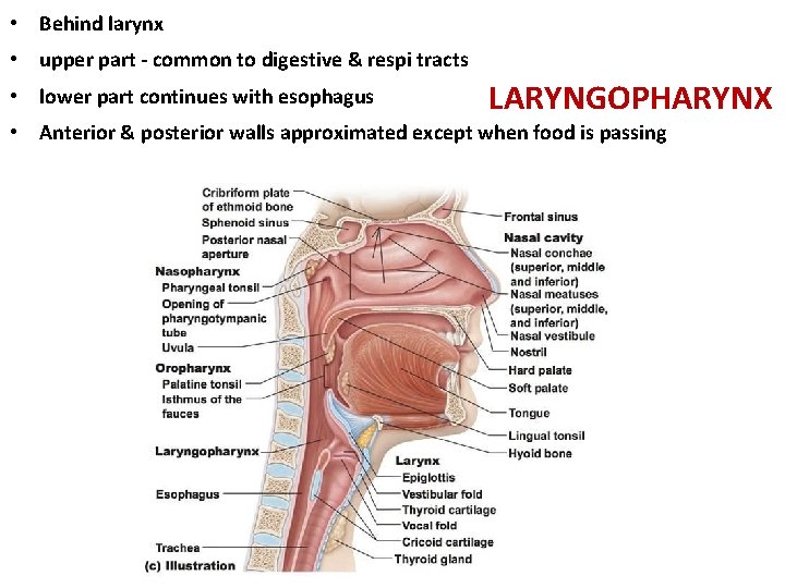  • Behind larynx • upper part - common to digestive & respi tracts