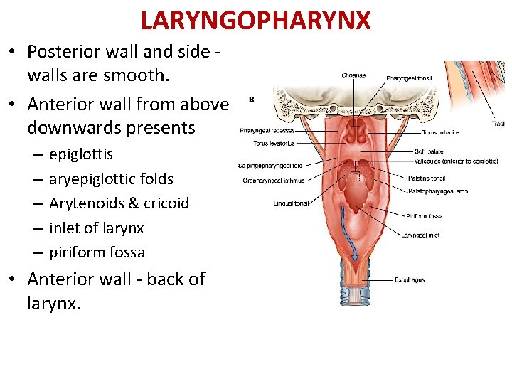 LARYNGOPHARYNX • Posterior wall and side - walls are smooth. • Anterior wall from