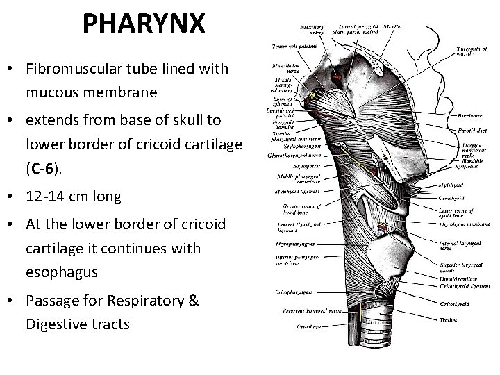 PHARYNX • Fibromuscular tube lined with mucous membrane • extends from base of skull