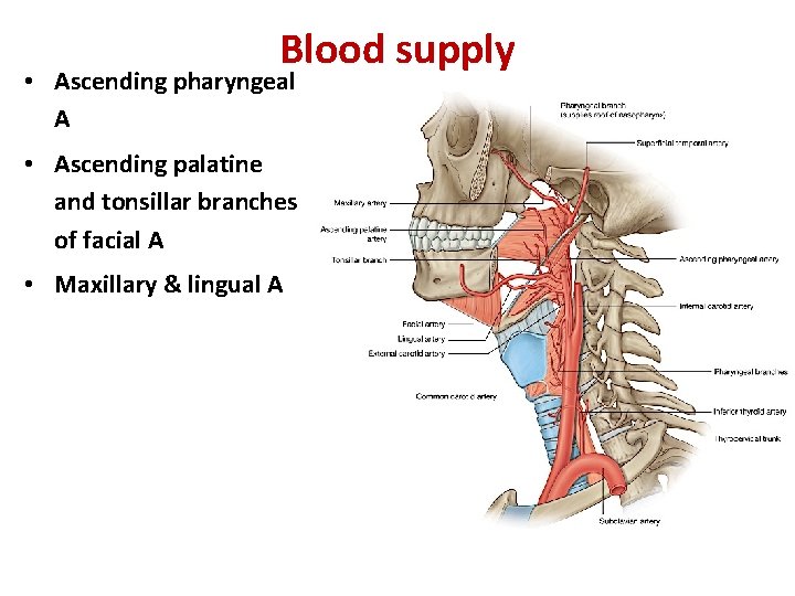 Blood supply • Ascending pharyngeal A • Ascending palatine and tonsillar branches of facial