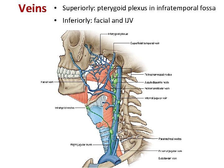 Veins • Superiorly: pterygoid plexus in infratemporal fossa • Inferiorly: facial and IJV 