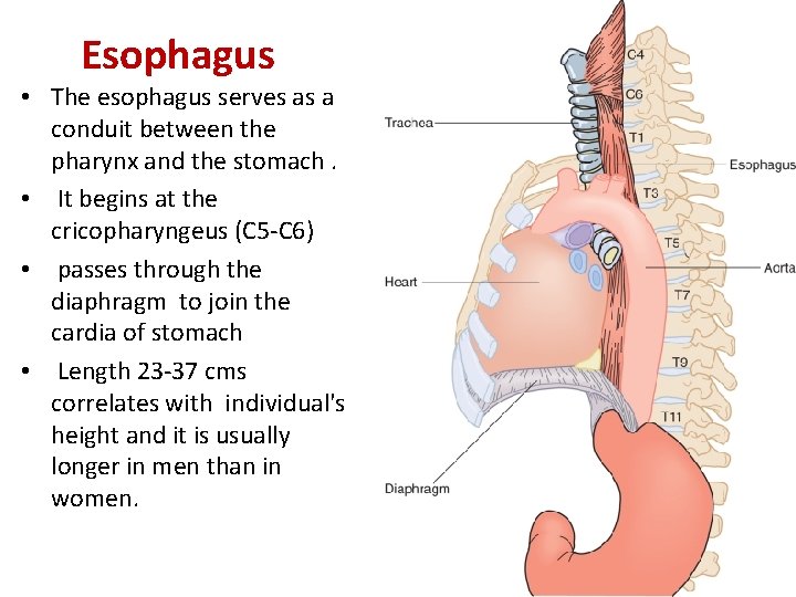 Esophagus • The esophagus serves as a conduit between the pharynx and the stomach.