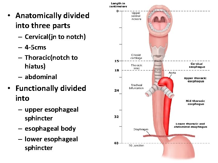  • Anatomically divided into three parts – Cervical(jn to notch) – 4 -5