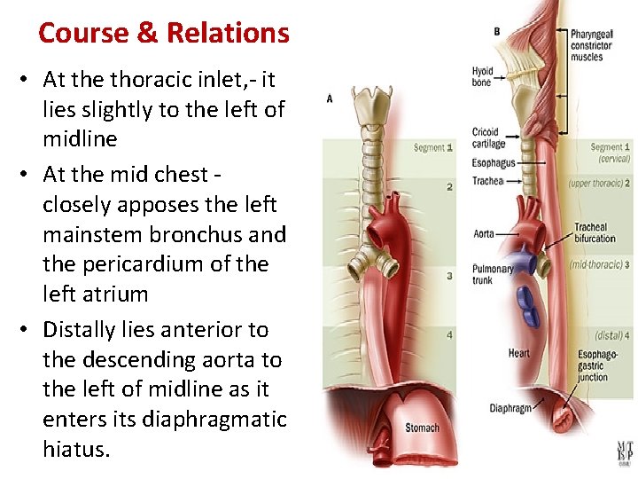 Course & Relations • At the thoracic inlet, - it lies slightly to the